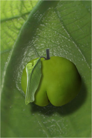 Sweet Leaf - 0083 - Konstnär: Bengt Grönkvist