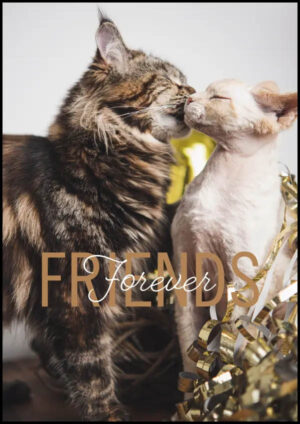 Friends Forever, Maine Coon och Devon Rex - Poster
