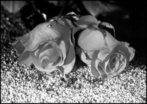 Black and White Roses - Poster