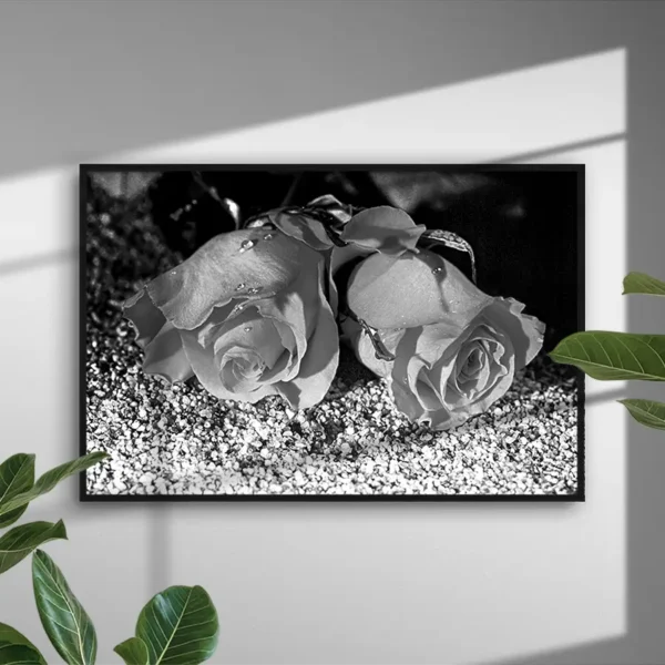 Black and White Roses - Poster - Ramexempel