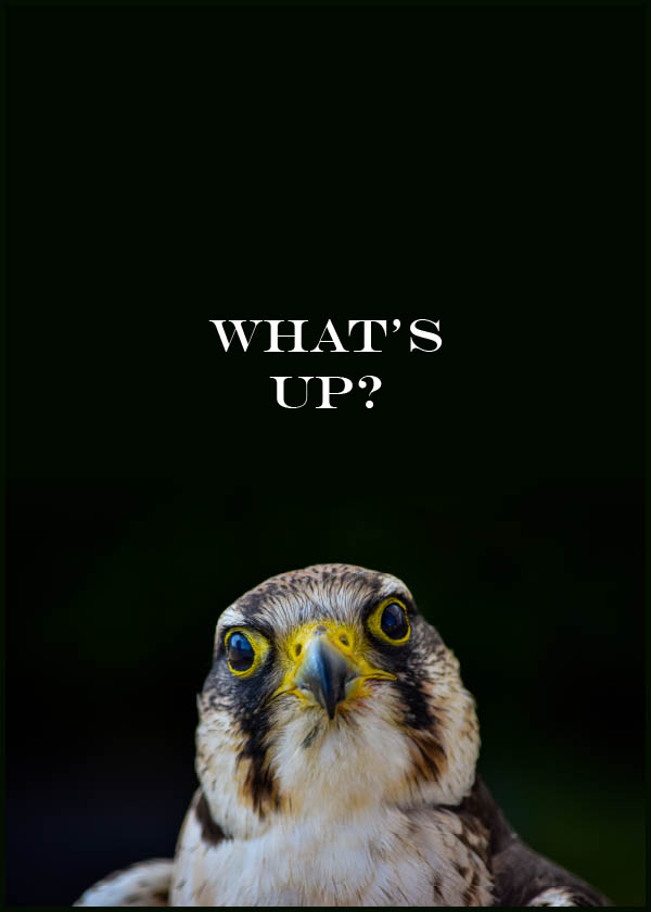 Fototavla: What's Up - En nyfiken tornfalk - Poster