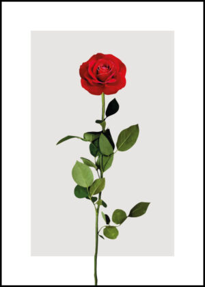 Ros - Poster - Grafisk illustration av en ros
