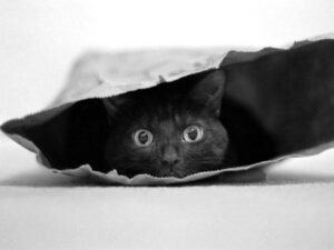 Cat in a bag - Svartvitt fotografi av en katt i en påse - Poster