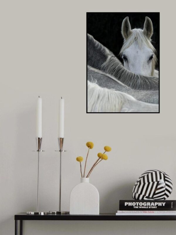 Look - Poster - Ett fotografi av en häst som tittar på dig över några hästryggar. - Ramexempel