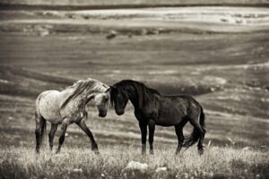 Close Encounter - Poster - Svartvitt fotografi av ett par hästar
