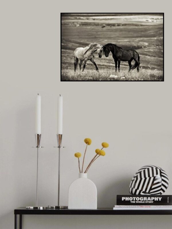 Close Encounter - Poster - Svartvitt fotografi av ett par hästar - Ramexempel