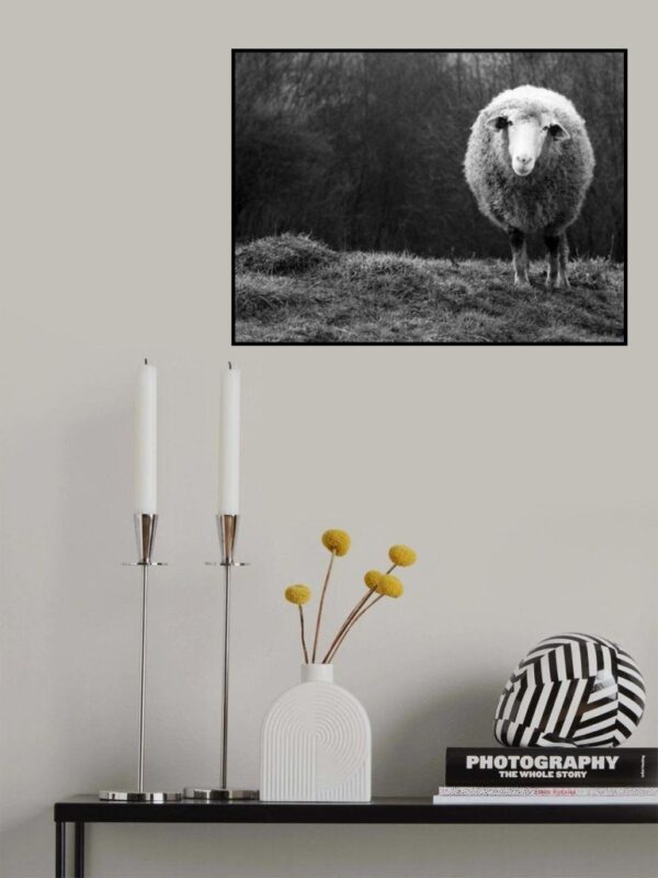 Wondering Sheep - Svartvit poster - Ramexempel