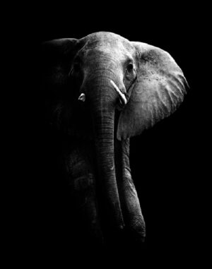 Elephant - Poster - Svartvitt fotografi
