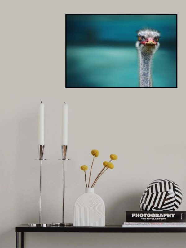 Ostrich protecting two poor chicken from the wind - Poster - Ramexempel