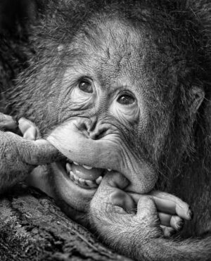 Big Smile... Please - Poster - Svartvitt fotografi av en orangutangunge som försöker få dig att le