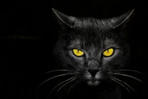 Black Cat - Poster - Ett fotografi av en svart katt med väldigt intensiva gula ögon