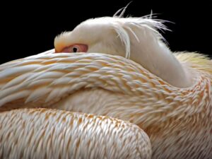 To be half asleep - Poster - Ett vackert fotografi av en pelikan som verkar halvsovande