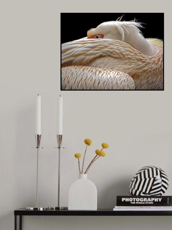 To be half asleep - Poster - Ett vackert fotografi av en pelikan som verkar halvsovande - Ramexempel