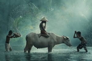 Water Buffalo - Poster - En vacker fotoposter med en vattenbuffel