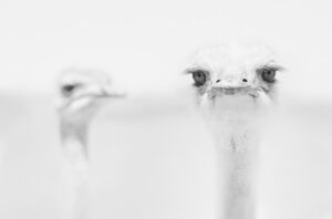 Funny Ostrich - Poster - Ett svarvitt fotografi av ett par roliga strutsar