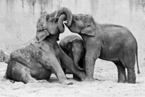 Menage A Trois - Poster - Svartvitt fotografi av tre elefanter