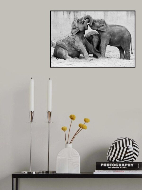 Menage A Trois - Poster - Svartvitt fotografi av tre elefanter - Ramexempel