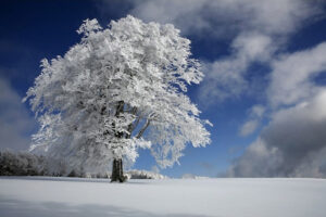 White Windbuche In Black Forest - Poster - Ett vackert fotografi i färg av ett ensamt frostigt träd i ett vackert vinterlandskap
