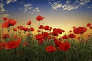 Poppies - Poster - Ett vackert fotografi i färg av ett fält fyllt av röd blommande vallmo