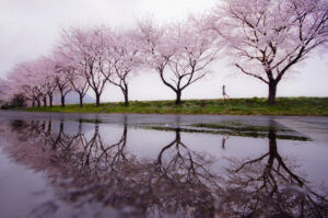 Rain Of Spring - Poster - Ett vackert fotografi i färg av Kouji Tomihisa som fångar den förtrollande körsbärsblomningen.