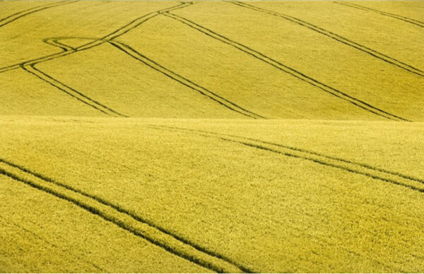Field 2 - Poster - Ett vackert foto i färg av ett stort fält med gulgröna grödor