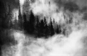 Agharta III - Poster - Ett vackert svartvitt fotografi som visar en tät skog höljd i dimma