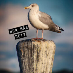 Hur Mås Det - Poster - En rolig fototavla
