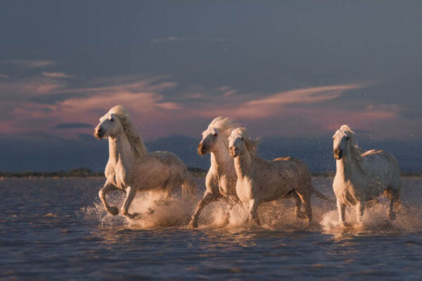 Angels Of Camargue - Poster - Fotografi