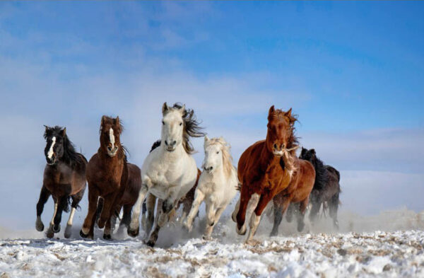 Mongolia Horses - Poster - Fotografi