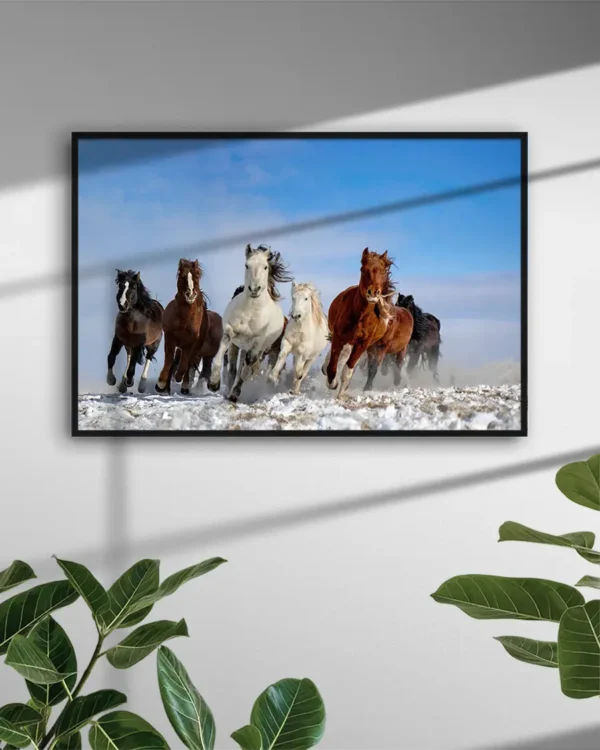 Mongolia Horses - Poster - Fotografi - Ramexempel