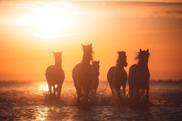 Camargue Angels - Poster - Fotografi