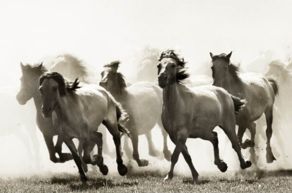 Horses - Hästar - Poster - Svartvitt fotografi