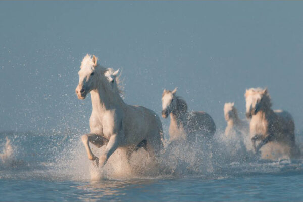 Angels Of Camargue - Poster - Fotografi