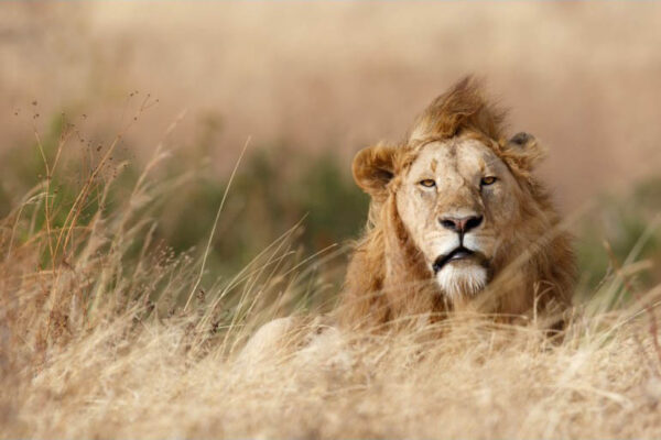 Handsome - Poster - Fotografi