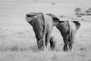 Three Butts - Poster - Svartvitt fotografi