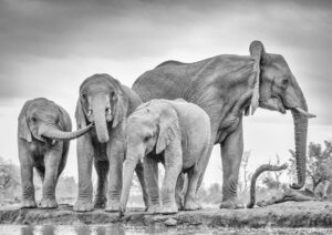 A Giant Unity - Poster - Svartvitt fotografi