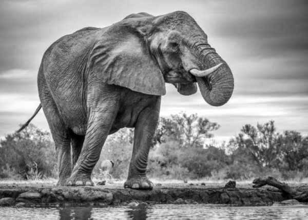 Standing Proud - Poster - Svartvitt fotografi