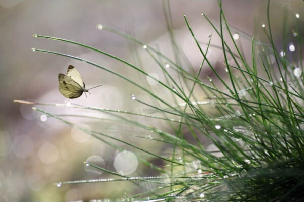 Imminent Landing - Poster - Fotografi