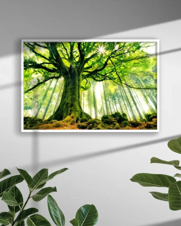 Ponthus' Beech - Poster - Fotografi - Ramexempel