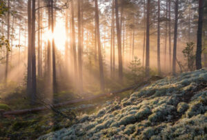 Fog In The Forest With White Moss In The Foreground - Poster - Fotografi