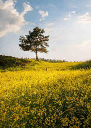 King Of The Hill - Poster - Fotografi