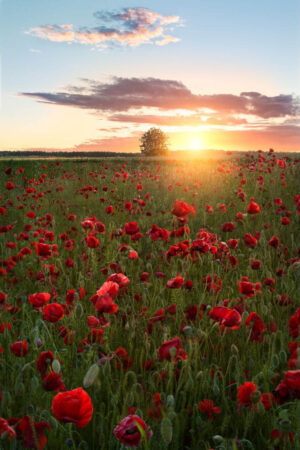 Poppy Fields Of Sweden - Poster - Fotografi