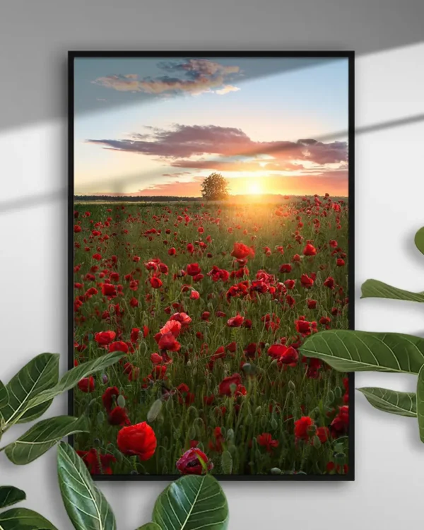 Poppy Fields Of Sweden - Poster - Fotografi - Ramexempel