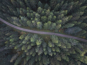 Small Road Through The Forest - Poster - Fotografi