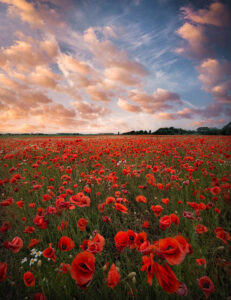 Poppy Field In Sweden - Poster - Fotografi