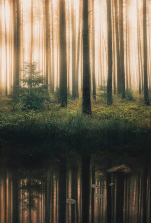 Reflection In The Foggy Forest - Poster - Fotografi