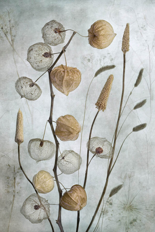 Lanterns - Poster - Fotografi
