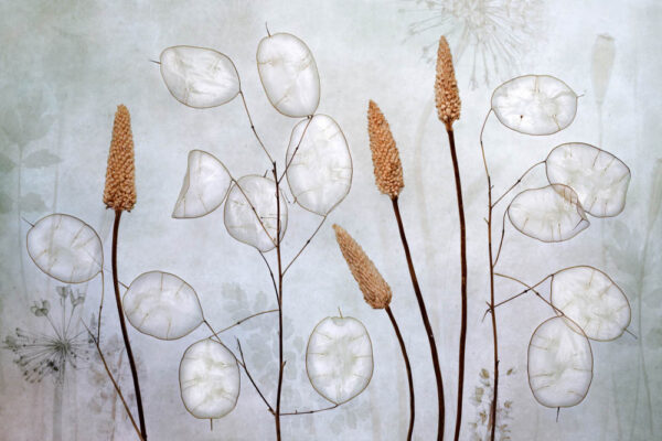 Lunaria - Poster