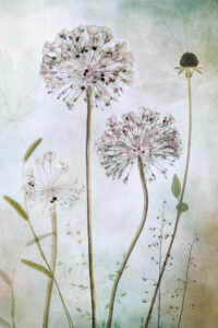 Allium - Prydnadslök - Poster - Fotografi