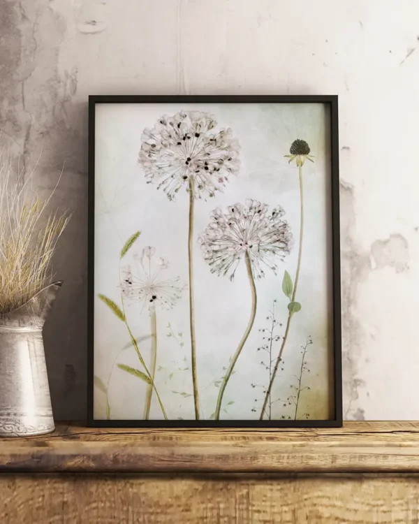 Allium - Prydnadslök - Poster - Fotografi - Ramexempel